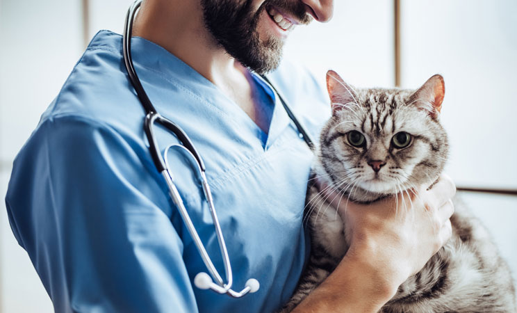 Veterinarian in Johnston, IA | Rush Animal Care