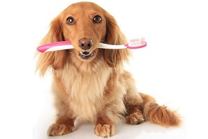 pet_dental_care